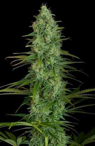 Critical Jack > Dinafem Seeds | Feminisierte Hanfsamen  |  Hybrid